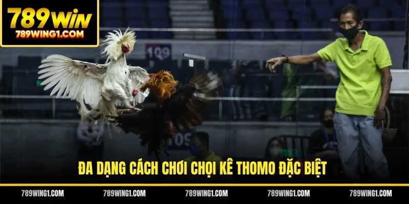Đa dạng cách chơi chọi kê Thomo đặc biệt