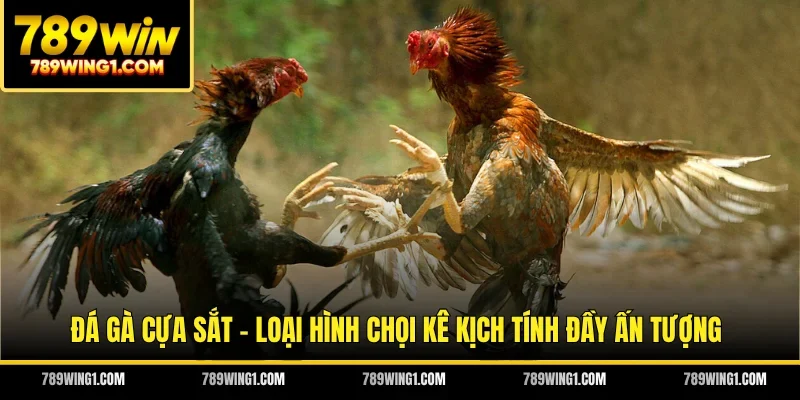 Đá Gà Cựa Sắt - Loại Hình Chọi Kê Kịch Tính Đầy Ấn Tượng