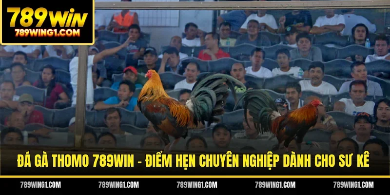 Đá Gà Thomo 789WIN - Điểm Hẹn Chuyên Nghiệp Dành Cho Sư Kê