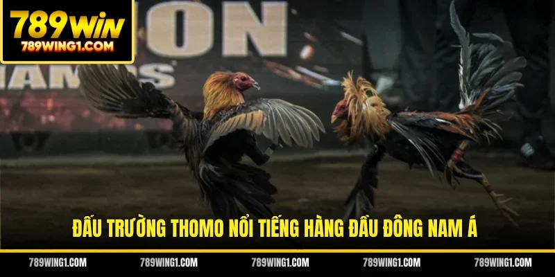 Đấu trường Thomo nổi tiếng hàng đầu Đông Nam Á