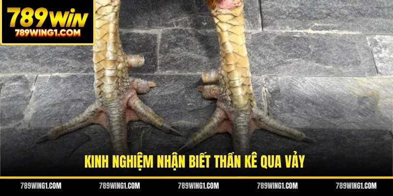 Kinh nghiệm nhận biết thần kê qua vảy