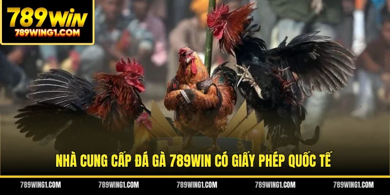 Nhà cung cấp đá gà 789WIN có giấy phép quốc tế