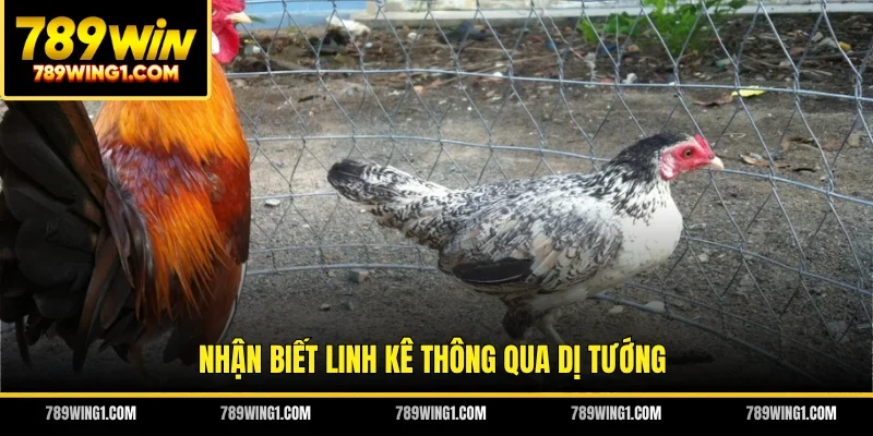 Nhận biết linh kê thông qua dị tướng