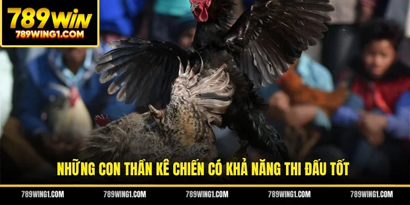Những con thần kê chiến có khả năng thi đấu tốt