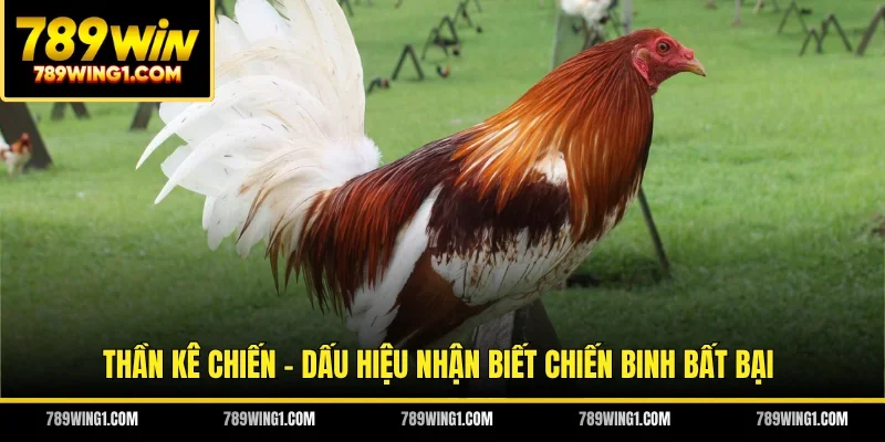 Thần Kê Chiến - Dấu Hiệu Nhận Biết Chiến Binh Bất Bại