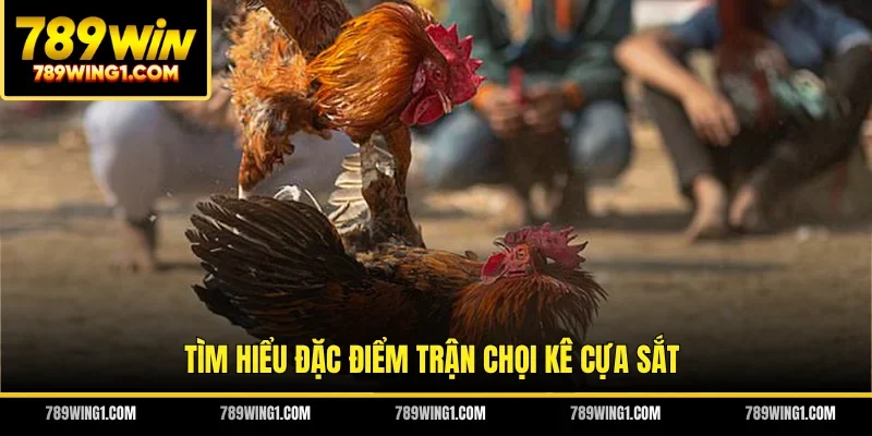 Tìm hiểu đặc điểm trận chọi kê cựa sắt