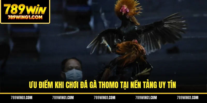 Ưu điểm khi chơi đá gà Thomo tại nền tảng uy tín